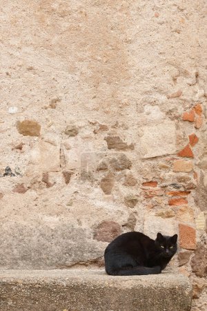 Black cat with green eyes over a stone wall. Adorable