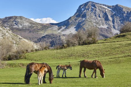 Téléchargez les photos : Mare cheval avec son poulain dans une vallée verdoyante. Nouveau-né - en image libre de droit