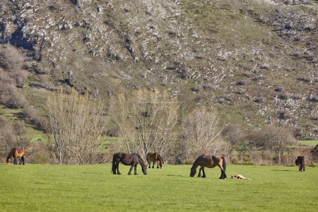 Téléchargez les photos : Chevaux Mare avec ses poulains dans une vallée verdoyante. Nouveau-né - en image libre de droit