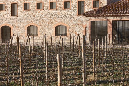 Photo for Catalonian vineyard in alt emporda. Winemaking in Girona, Catalonia, Spain - Royalty Free Image