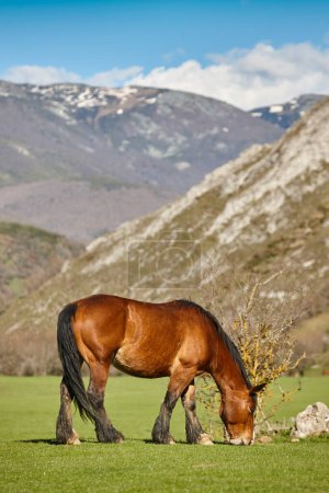 Photo for Horse in a green valley. Castilla y Leon landscape. Spain - Royalty Free Image