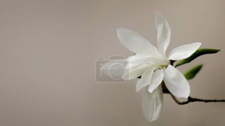 Photo for Banner of a large white flower of the star magnolia, known also as a magnolia stellata, background of star magnolia - Royalty Free Image