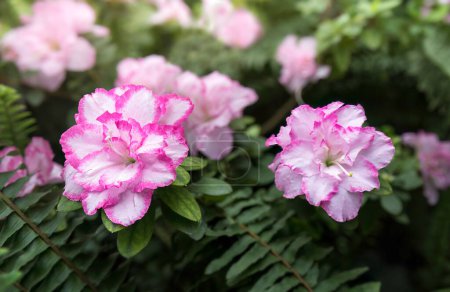 Photo for White and pink azalea flower  and leaves of fern in the spring garden - Royalty Free Image