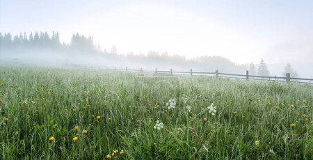 Foto de Background of the misty meadow in the fog - Imagen libre de derechos