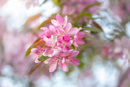 Téléchargez les photos : Fond de branche de Malus profusion, fleurs roses de pomme sauvage, fleur de pommier - en image libre de droit