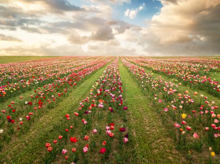 Fondo del campo de tulipanes en la puesta del sol