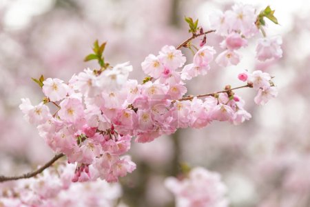 Fleurs de sakura rose sur une branche, fond de printemps