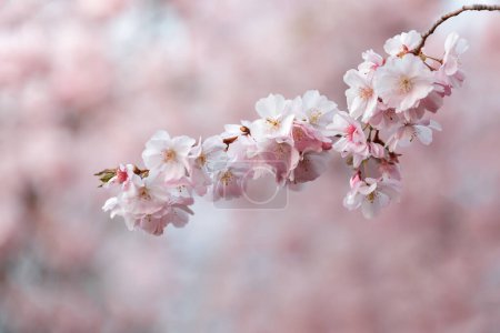 Pink sakura flowers on a branches, spring background