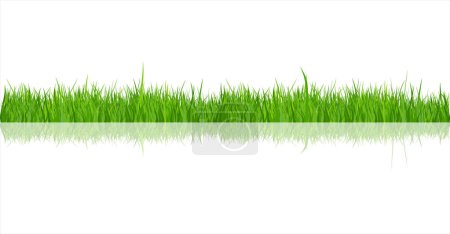 Ilustración de Green Grass Collection And White Background vector illustration - Imagen libre de derechos