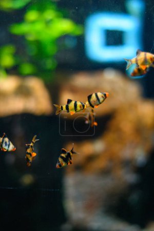 Photo for Exotic fish fish in an aquarium. Underwater world. - Royalty Free Image