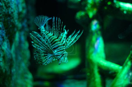 Photo for Lionfish fish in an aquarium. Underwater world. - Royalty Free Image