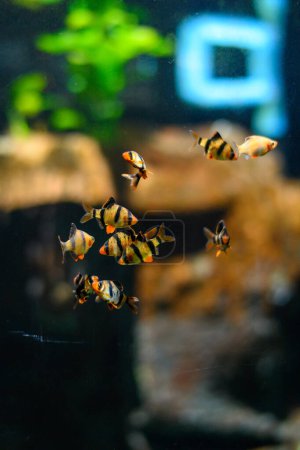 Photo for Exotic fish fish in an aquarium. Underwater world. - Royalty Free Image