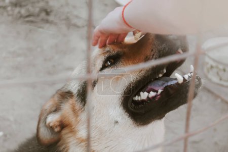 Foto de Un niño acaricia a un perro a través de una red en un refugio - Imagen libre de derechos