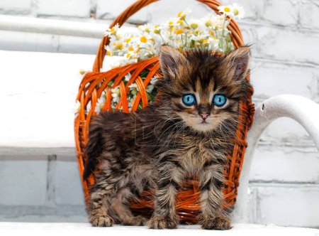 Photo for A cute fluffy kitten with bright blue eyes stands by a wicker basket with a bouquet of daisies. - Royalty Free Image