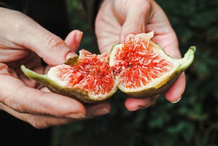 Photo for Female hands hold two halves of a juicy fig - Royalty Free Image