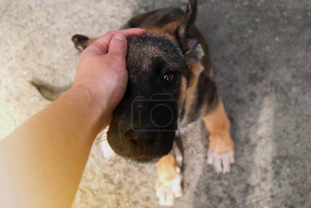 Foto de Alguien está acariciando a un cachorrito. El día internacional de los animales sin hogar concepto - Imagen libre de derechos