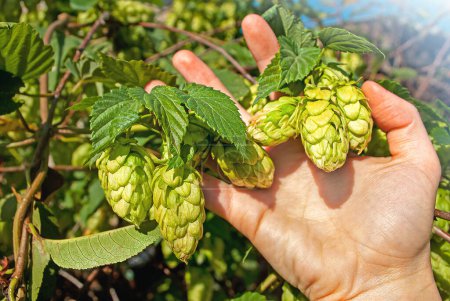 Photo for A female hand holds fresh green hops on a sunny day. Hop bush on the farm. - Royalty Free Image