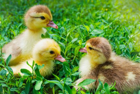Three cute ducklings in the grass. Place for text