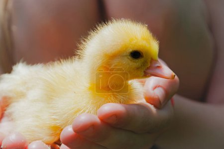 Photo for Cute duckling in hands - Royalty Free Image
