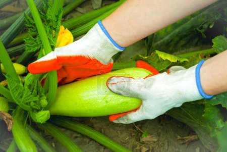 Téléchargez les photos : Une femme avec des gants arrache une moelle de légumes. Plan rapproché des mains. - en image libre de droit