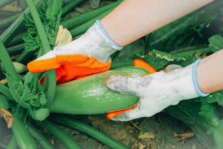 Photo for Female hands plucking a squash from a bush - Royalty Free Image