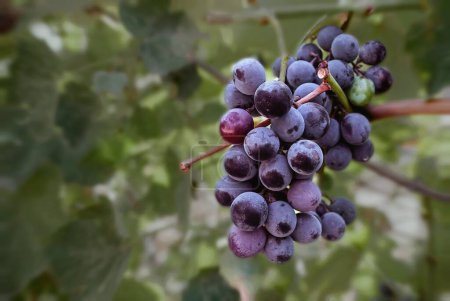 Téléchargez les photos : Délicieux raisins rouges mûrissant sur la brousse en été - en image libre de droit