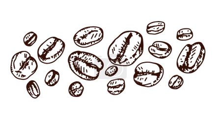 Illustration for Banner coffee beans drawn. White background. - Royalty Free Image