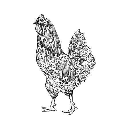 Téléchargez les illustrations : Croquis vectoriel du coq, dessin. Isolé sur fond blanc. noir - en licence libre de droit