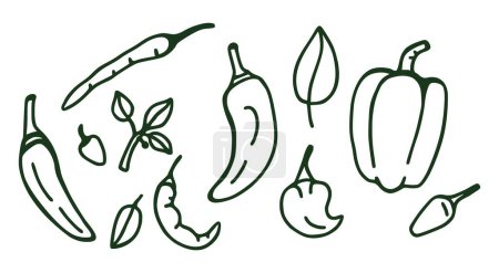 Illustration for Banner. Different types of pepper, background. Vector background with handmade emblems. Sketchy design. - Royalty Free Image