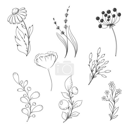 Photo for Flower set with chamomile poppy and twigs with berries. Vector illustration - Royalty Free Image