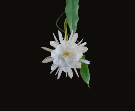 Photo for Front view of one white blossom of the queen of the night (Epiphyllum oxypetalum) Cactus plant, night blooming, with charming, bewitchingly fragrant large white flowers, dark background, copy space. - Royalty Free Image