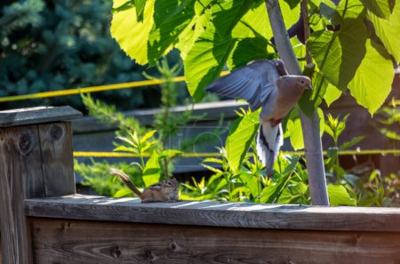Photo for Little Chipmunk chases away the dove that took his food - Royalty Free Image