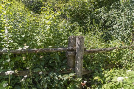 Téléchargez les photos : Une clôture de grumes épaisses et minces sépare la verdure du salon - en image libre de droit