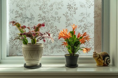 Le cactus de Pâques fleurit dans un pot de fleurs sur la fenêtre