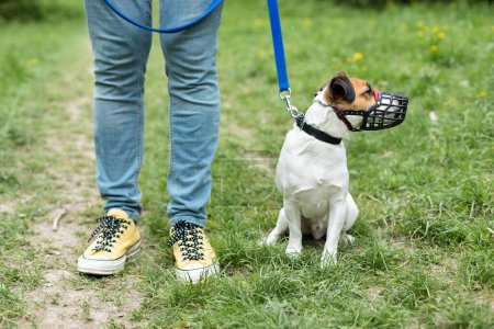 Photo for Jack Russell Terrier walking with owner on leash and wear muzzle in park. Protection, safety, restriction concept. Pet, domestic animal. Parson Russell Terrier and dog handler on training obedience - Royalty Free Image