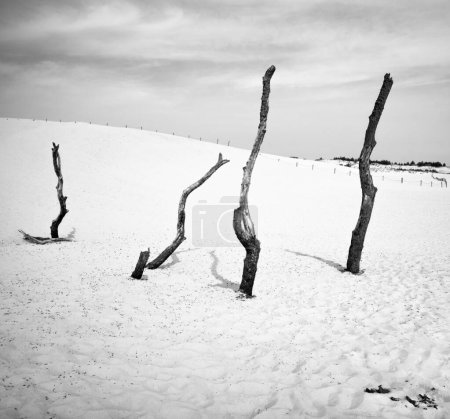 Foto de Viejos árboles en las dunas del parque nacional Slowinski en blanco y negro - Polonia. - Imagen libre de derechos