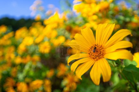 Foto de Abeja cercana recogiendo polen en la flor de Bua Tong en el jardín contra un telón de fondo de cielo azul brillante. Hermosas flores amarillas con insectos. Abeja volando. abejorros con floración. - Imagen libre de derechos