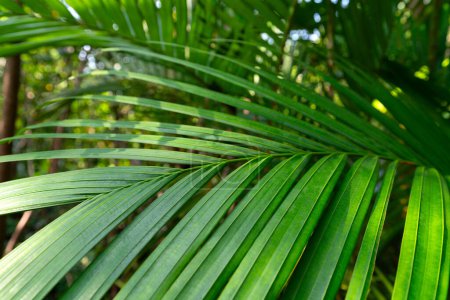 Foto de Cerrar las hojas de la palma de coco en la selva tropical. ecologistas de eocología - Imagen libre de derechos