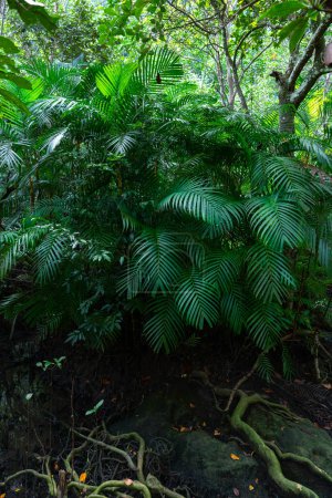 Foto de Cerrar las hojas de la palma de coco en la selva tropical. concepto de entorno eocológico. - Imagen libre de derechos