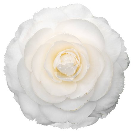 Foto de Flor de camelia blanca aislada sobre fondo blanco. Camellia japonica - Imagen libre de derechos