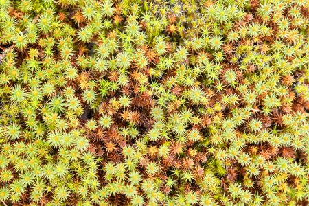 Téléchargez les photos : Mousseline humide Plantago subulata texture de fond. Cadre complet - en image libre de droit