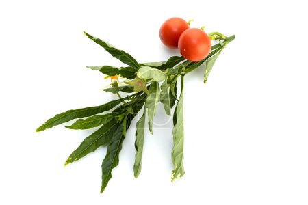 Téléchargez les photos : Solanum pseudocapsicum ou brindille de cerise de Jérusalem isolée sur fond blanc - en image libre de droit