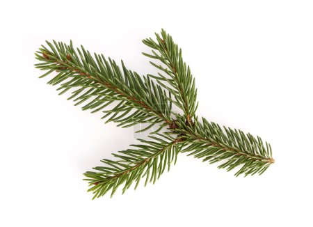 Téléchargez les photos : Picea abies ou brindille d'épinette européenne isolée sur fond blanc - en image libre de droit