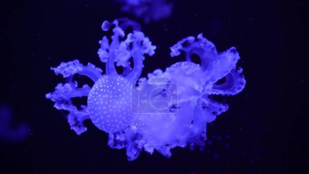 Téléchargez les photos : Collection de vidéos. Les méduses marines et océaniques nagent dans l'eau en gros plan. Illumination et bioluminescence en différentes couleurs dans l'obscurité. Méduses exotiques et rares dans l'aquarium. - en image libre de droit