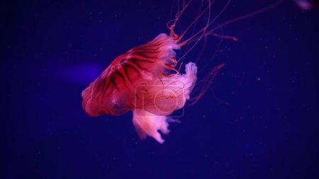 Foto de Colección de vídeo. Las medusas marinas y oceánicas nadan en el primer plano del agua. Iluminación y bioluminiscencia en diferentes colores en la oscuridad. Medusas exóticas y raras en el acuario. - Imagen libre de derechos