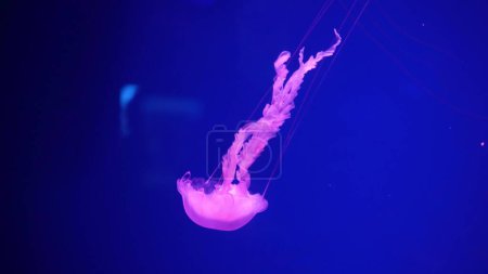 Foto de Colección de vídeo. Las medusas marinas y oceánicas nadan en el primer plano del agua. Iluminación y bioluminiscencia en diferentes colores en la oscuridad. Medusas exóticas y raras en el acuario. - Imagen libre de derechos