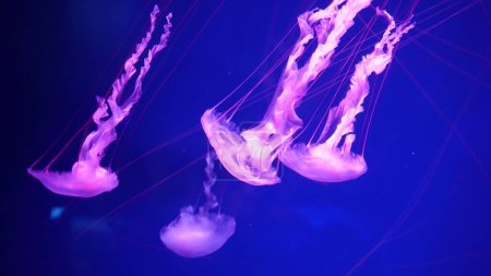 Photo for Video collection. Sea and ocean jellyfish swim in the water close-up. Illumination and bioluminescence in different colors in the dark. Exotic and rare jellyfish in the aquarium. - Royalty Free Image