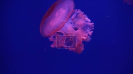Photo for Video collection. Sea and ocean jellyfish swim in the water close-up. Illumination and bioluminescence in different colors in the dark. Exotic and rare jellyfish in the aquarium. - Royalty Free Image