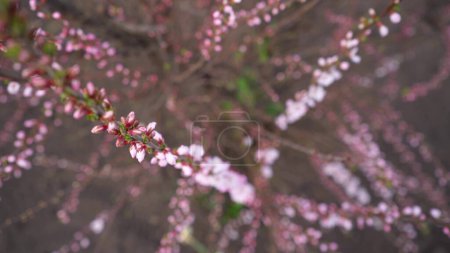 cherry blossom branches close up. blooming pink and white flowers from buds on the twigs of a fruit tree in spring.