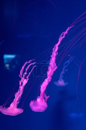 Foto de Sea and ocean jellyfish swim in the water close-up. Illumination and bioluminescence in different colors in the dark. Exotic and rare jellyfish in the aquarium - Imagen libre de derechos